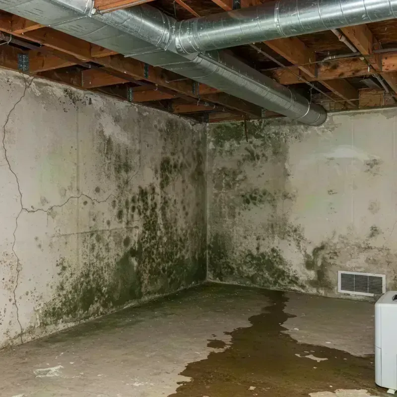 Professional Mold Removal in Campbellsville, KY